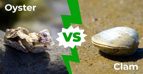 oyster & pop rolex|oysters vs clams.